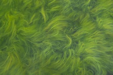 Green seaweed and blooming water. Close-up of lake surface. clipart