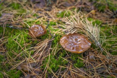 Borovik veya Mokhovik cinsinin Polonya mantarı. Boletus badius.