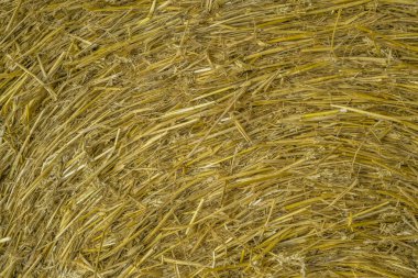 Saman dokusu. Buğday yaz aylarında hasat sonrası samanlık