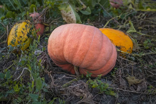 Autumn ripe pumpkins in garden — Stock Photo, Image