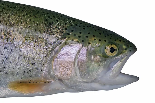 Голова рыбы лосося форели изолированы на белом фоне — стоковое фото