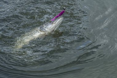 Pike balık su sıçrama ile atlama. Balık tutma arka plan