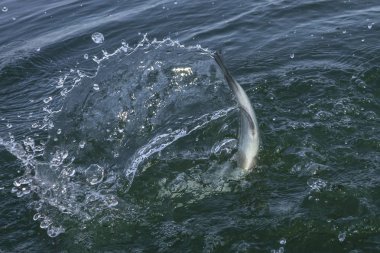 Suda balık atlama sonra sıçrama ile Fishtail. Alan alabalık 