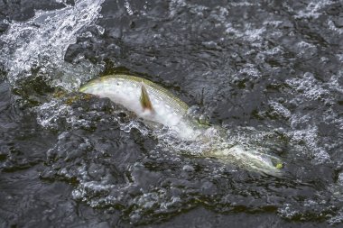 Pike balık kupa suda yakaladı. Yakın çekim balıkçılık arka plan