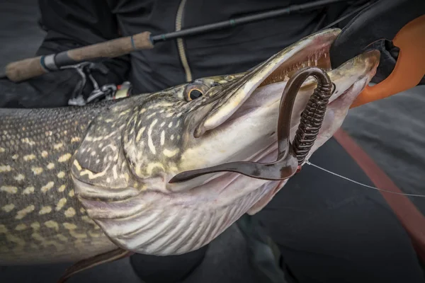 Pesca. Grande trofeo di pesce luccio in mano al pescatore in barca — Foto Stock