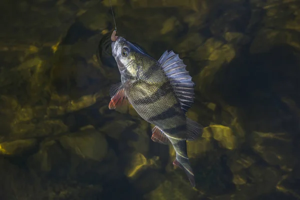 スズキ魚水のトロフィーです。釣りの背景 — ストック写真