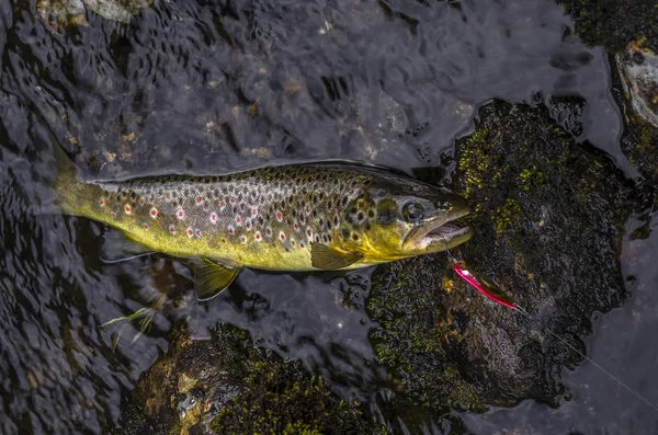 Regenboogforel vis in het water van de rivier van de berg in Noorwegen — Stockfoto