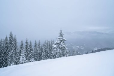 Kış dağları pudra yamacı. Karpatların tepesi karla kaplı.