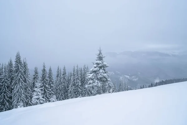 겨울 산 분말 경사면. 카르파티아 언덕의 눈덮인 곳 — 스톡 사진