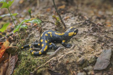 Avrupa ateş semenderi. Salamandra Karpatya ormanlarında doğal ortamda