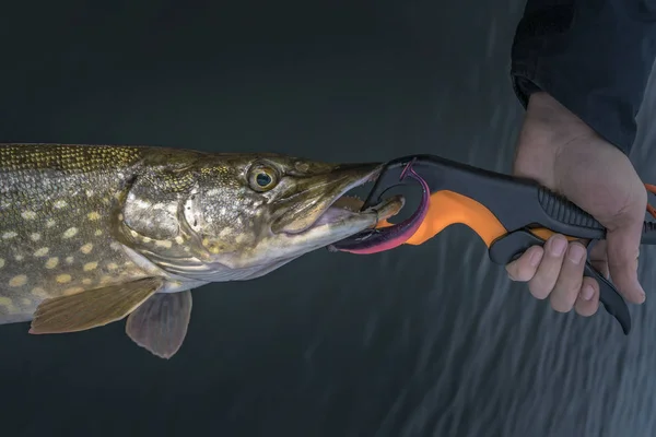 Pesca. Pesce luccio sulla presa del labbro in mano del pescatore sopra acqua . — Foto Stock