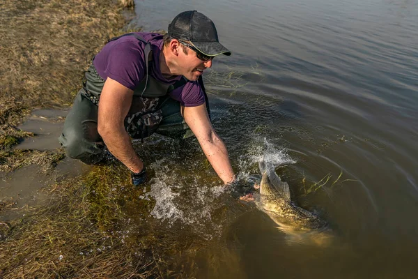 魚屋は水しぶきでザンダー魚を解放します 野生の川で成功したウォーリーフィッシング — ストック写真