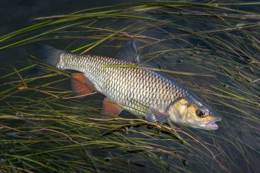 Caught chub fish in river water with algae. Squalius cephalus fishing. clipart