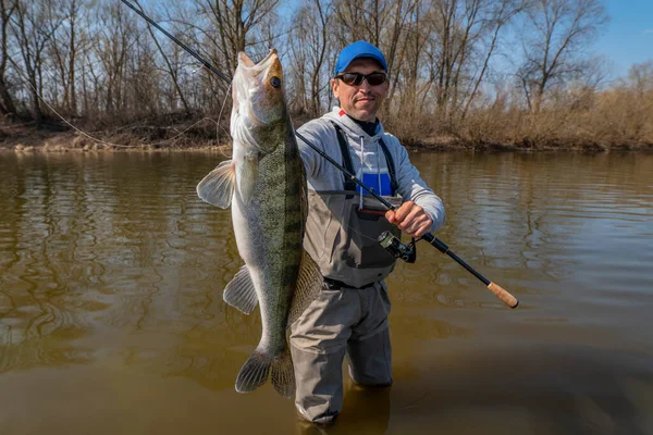 Happy fisherman with zander fish. Success walleye fishing at wild river