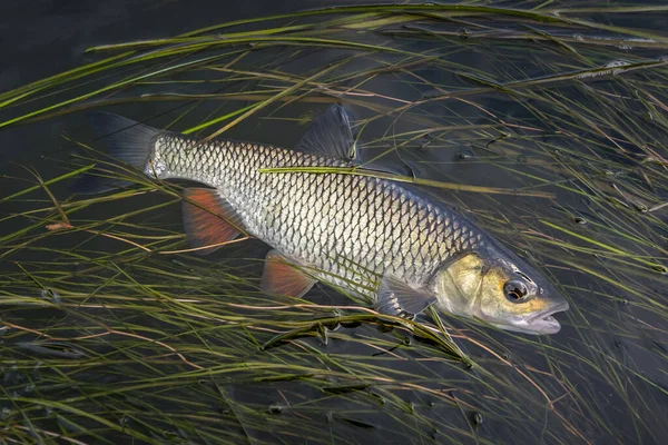 Menangkap Ikan Gemuk Air Sungai Dengan Ganggang Squalius Cephalus Memancing — Stok Foto