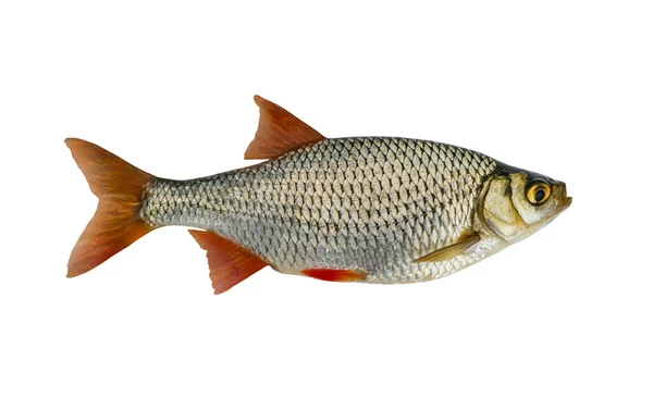 Обыкновенная Красноплавниковая Рыба Выделенная Белом Фоне — стоковое фото