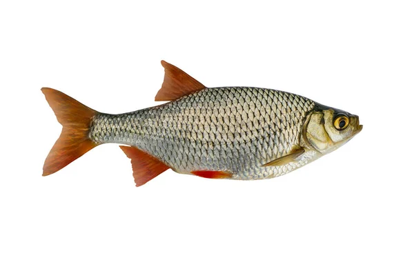 Fresh Alive Common Rudd Redfin Fish Isolated White Background — Stock Photo, Image