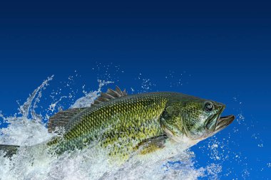 Bass fishing. Largemouth perch fish jumping with splashing in water isolated on blue background clipart