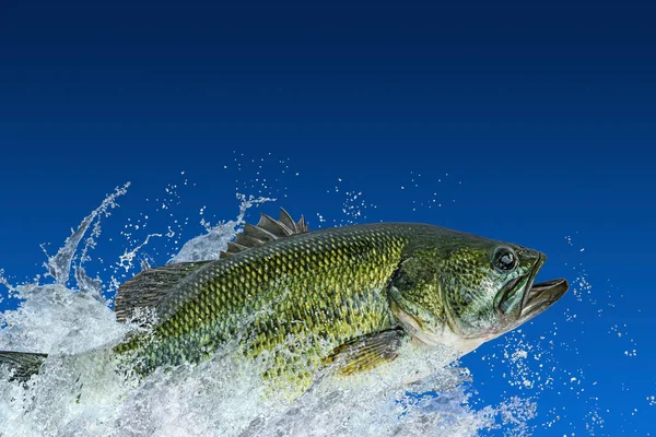 Pêche Bar Perche Grande Bouche Poisson Sautant Avec Éclaboussures Dans — Photo