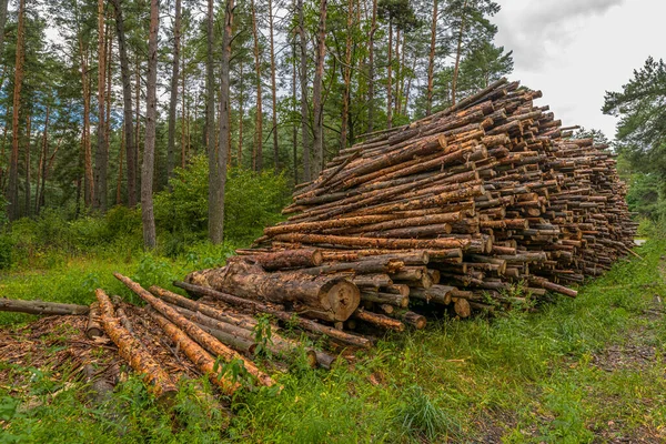 Koncepcja Wylesiania Kęsy Kłody Gałęzie Drzew Wycinaniu Lasów — Zdjęcie stockowe