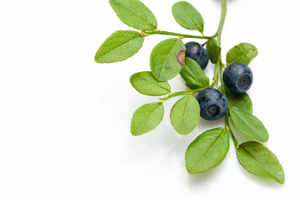 Blueberry Oddział Liści Białym Tle — Zdjęcie stockowe