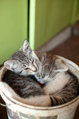 Uyku ve bir kova içinde sarılma sevimli tekir yavru kedi