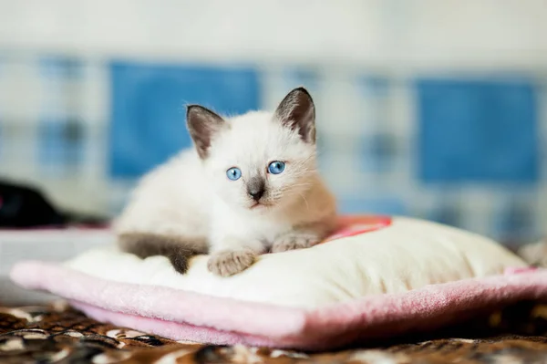枕にシャムの子猫 — ストック写真