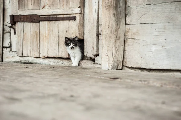 Niedliches Calico Katzenkätzchen Mit Altem Türhintergrund Das Die Kamera Schaut — Stockfoto
