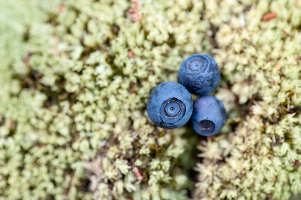 Bär Blåbär Mossa Skogen Sommaren Solig Dag Makro Bär Suddig — Stockfoto