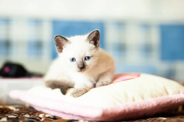 枕にシャムの子猫 — ストック写真