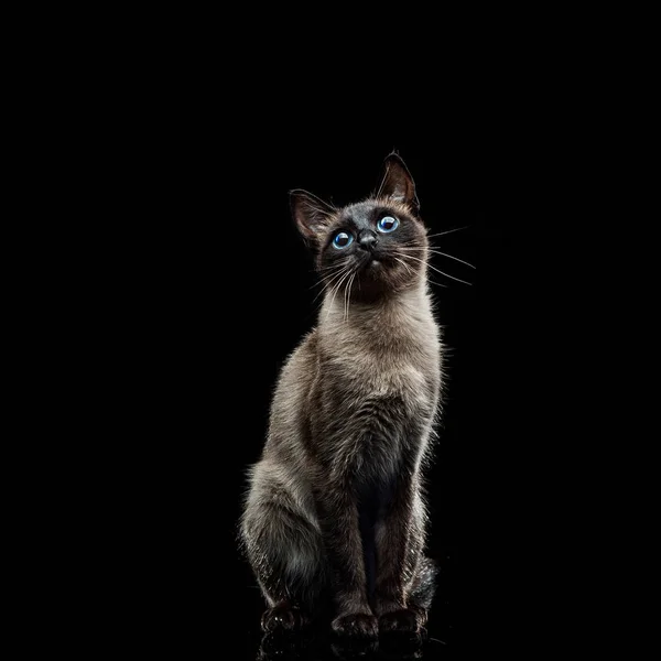 Chat siamois sur un noir — Photo