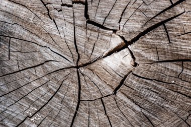 Eski ağaç gövdesi dokusu.