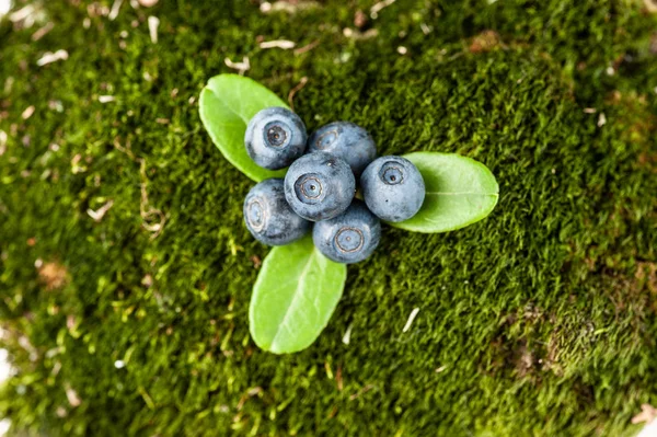 Ягоди чорниці на моху в літньому лісі на сонячному — стокове фото