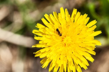 Sarı çiçek açan üzerinde hata Karahindiba çiçeği (karahindiba o yakın çekim