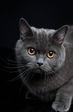 Gri Britanya ile ilgili stenografi kedi portresi  