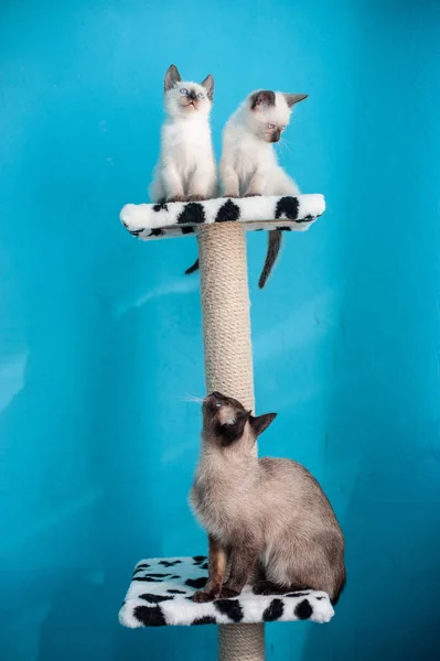 Mooie blauwogige Siamese kitten — Stockfoto