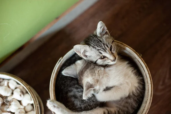 かわいいぶち子猫睡眠とハグ — ストック写真