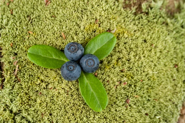 Beeren Blaubeeren auf dem Moos im Sommerwald an einem sonnigen — Stockfoto