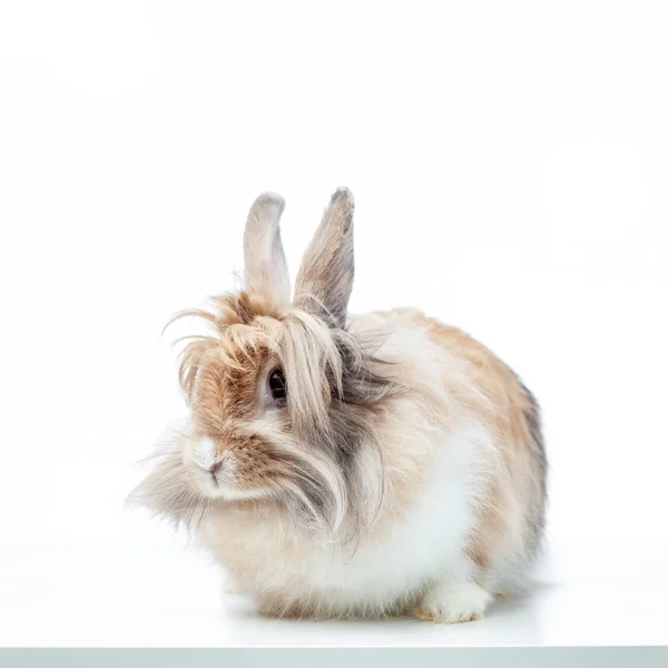 Króliczek królik portret — Zdjęcie stockowe