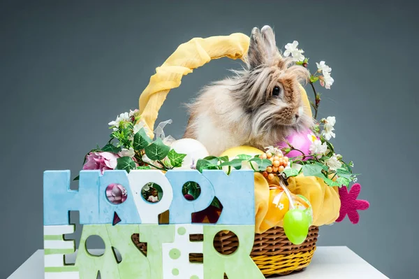 Schattig konijntje in mand en Pasen eieren — Stockfoto