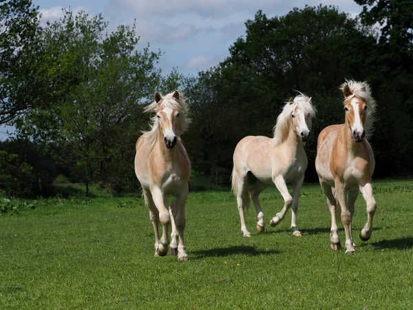 Group Young Hafliner Horses Enjoying Summer Paddock — Stock Photo, Image