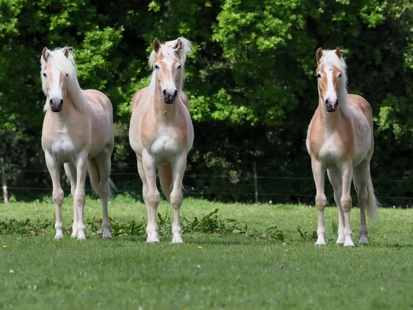 Group Young Hafliner Horses Enjoying Summer Paddock — Stock Photo, Image