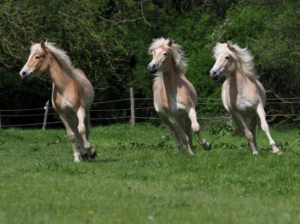 Grupo Jovens Cavalos Hafliner Desfrutando Piquete Verão — Fotografia de Stock