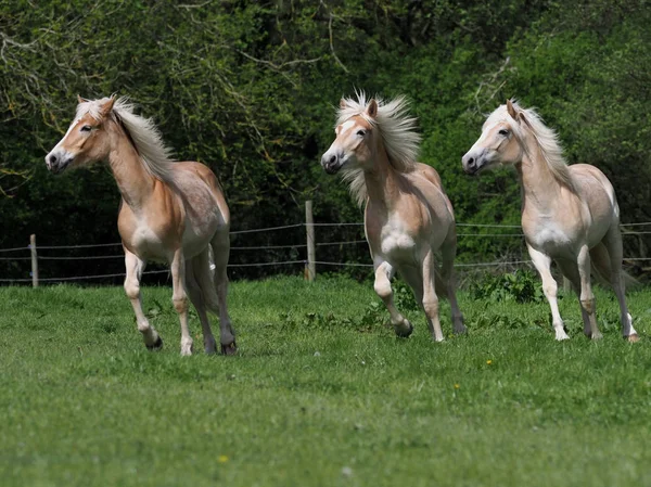 Grupo Jovens Cavalos Hafliner Desfrutando Piquete Verão — Fotografia de Stock