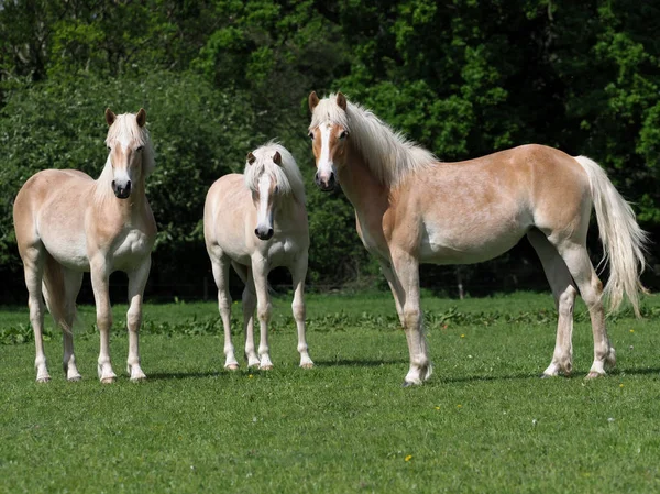 夏のパドックを楽しむ若い Hafliner 馬のグループ — ストック写真