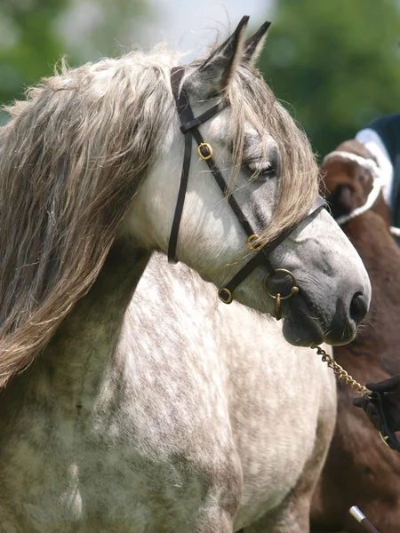 Head Shot Horse Show Ring — Stock Photo, Image