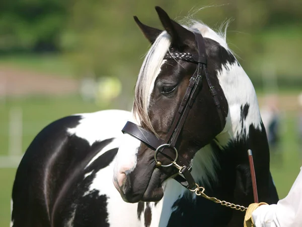 Coup Tête Cheval Sur Ring — Photo