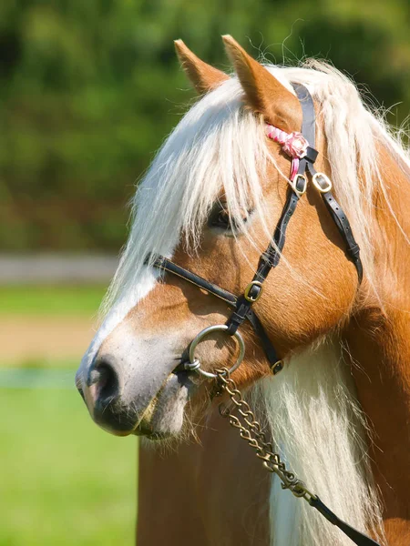 Head Shot Horse Show Ring — Stock Photo, Image