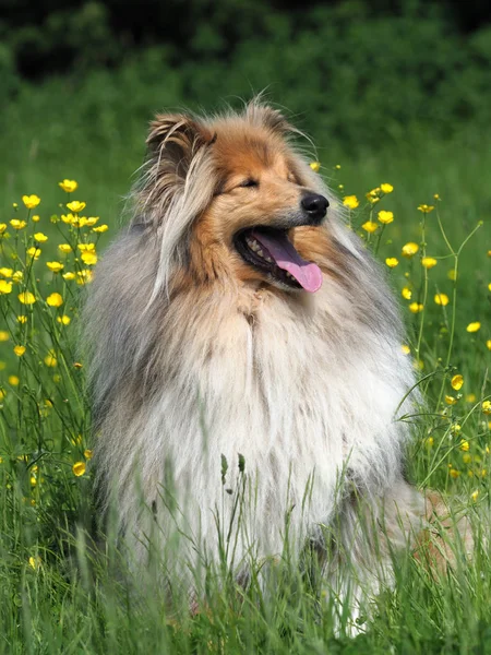 一只相当粗糙的牧羊犬坐在夏日长草和鲜花的草地上 — 图库照片