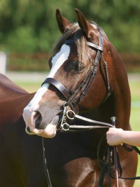Bir kafa vurdu içinde belgili tanımlık göstermek çalmak bir at.
